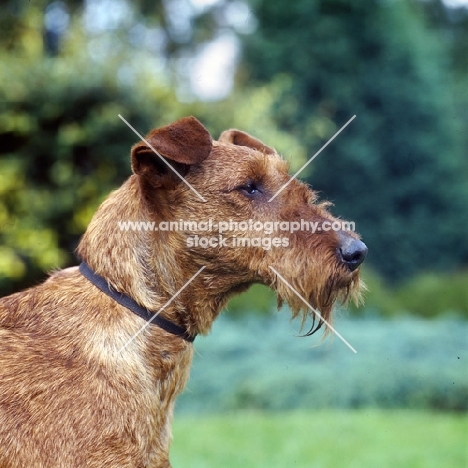 portrait of irish terrier