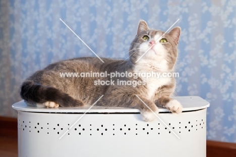 cat resting on box