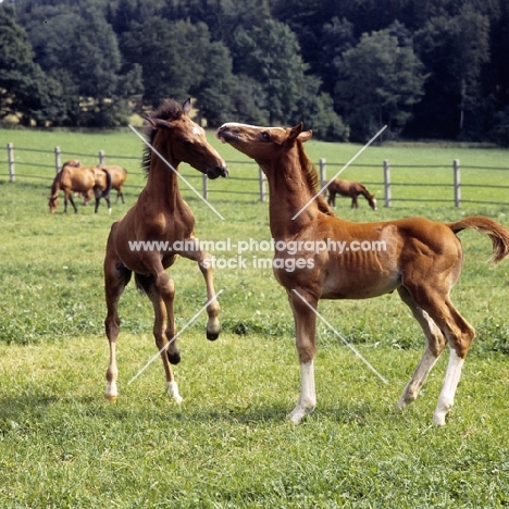 two foals playing, breed waiting to be identified