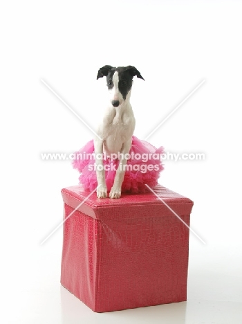 black and white Whippet on box