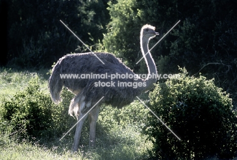 ostrich at addo elephant park