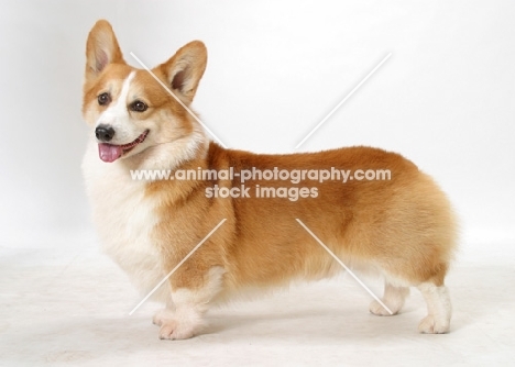 Australian Grand Champion Corgi Pembroke on white background