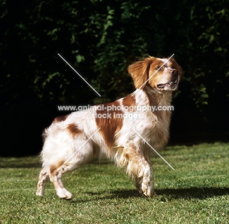 sonnenberg viking, alert looking brittany