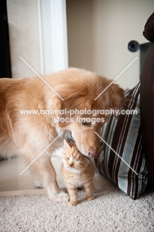 golden retriever mix nuzzling orange tabby kitten