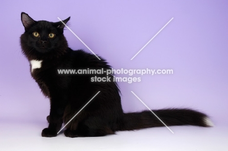 black and white non pedigree cat