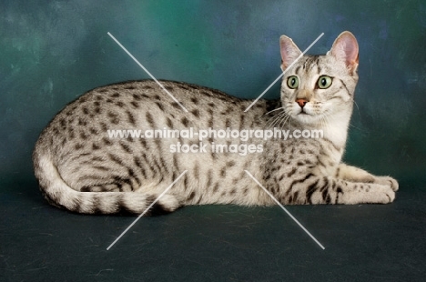 silver egyptian mau looking away