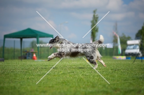 blue merle australian shepherd running