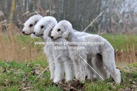 three Bedlington Terriers standing next to each other