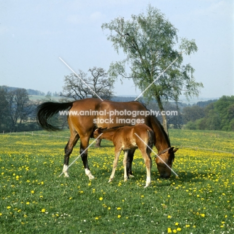 Arab German mare with foal suckling at marbach,