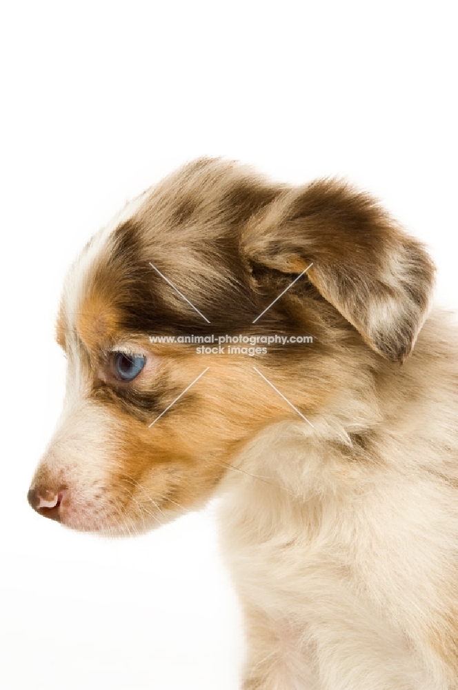 border collie puppy standing isolated on a white background