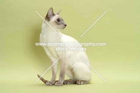 lilac point Siamese cat sitting down