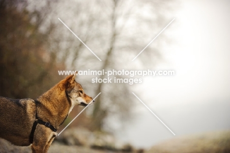 Shiba Inu in profile