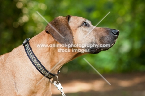 Rhodesian ridgeback profile