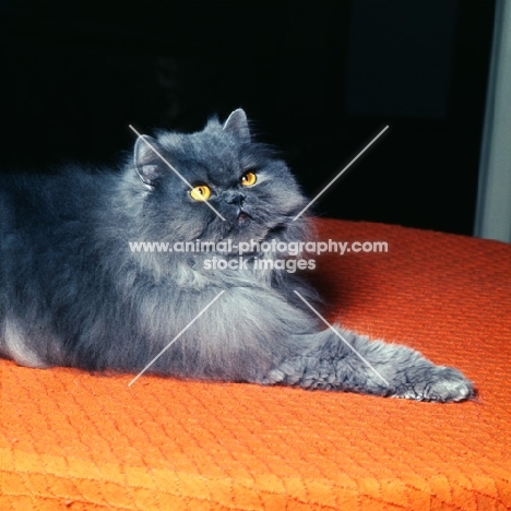 long hair blue cat, paw outstretched