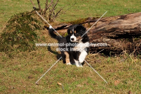 Aussie puppy exploring garden