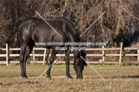 Egyptian Arab grazing in field