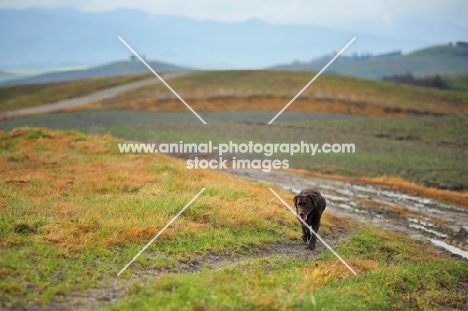 chocolate labrador walking up an hill