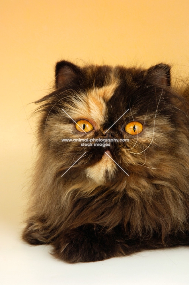 tortoiseshell persian cat portrait on beige background