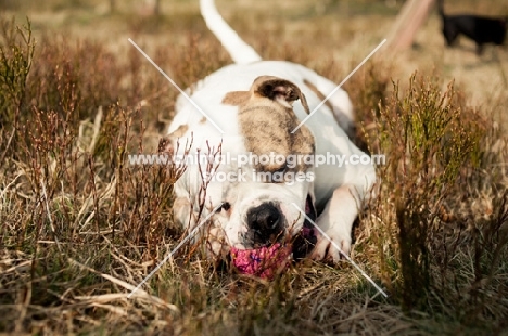 American Bulldog playing with toy