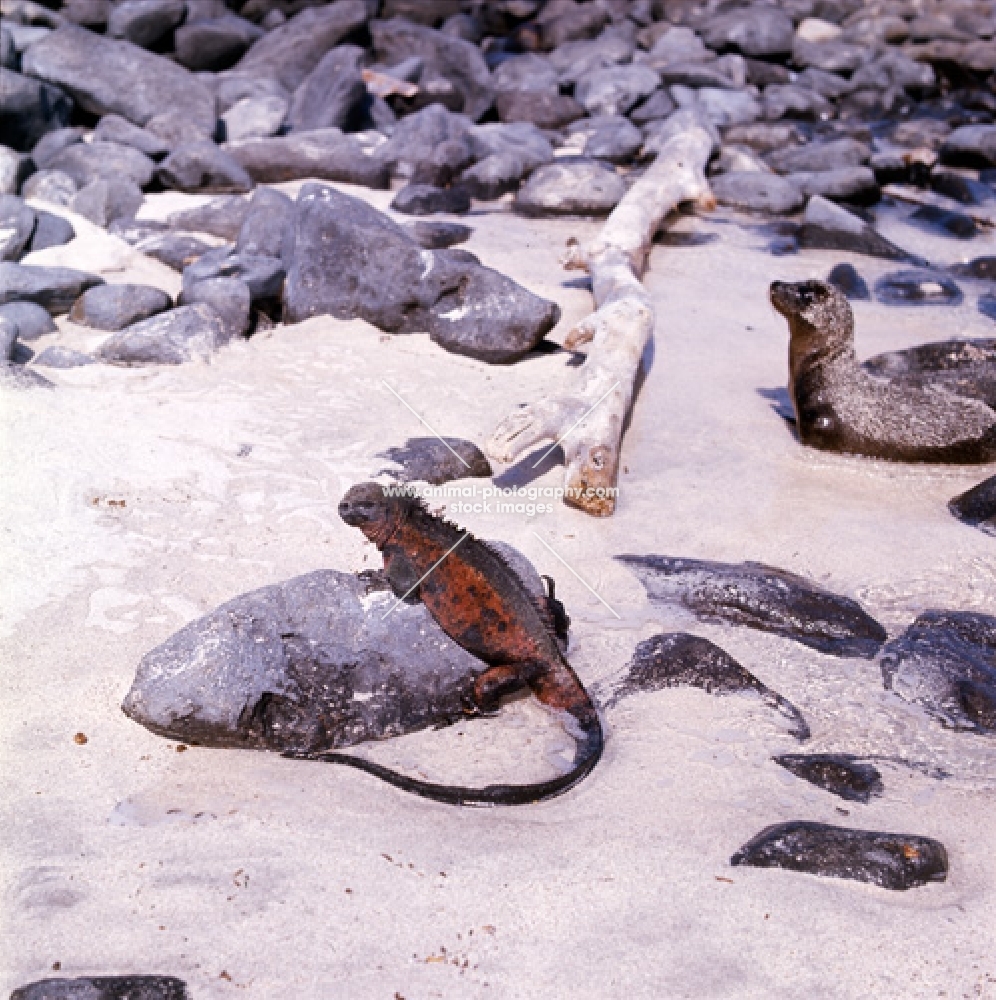 marine iguana and galapagos fur seal on hood island, galapagos islands