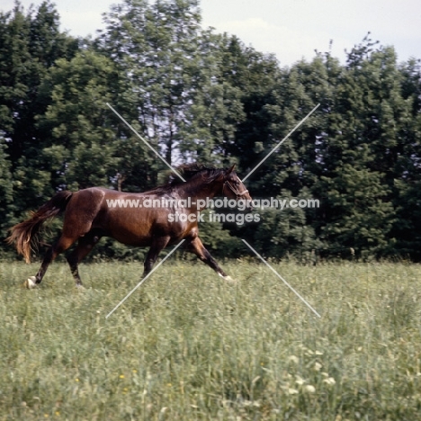 Austrian Half bred colt cantering