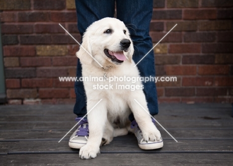 Golden retriever puppy sitting between owner's legs.