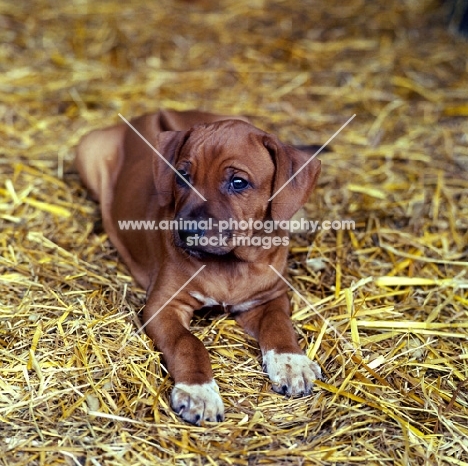 rhodesian ridgeback puppy lying on straw