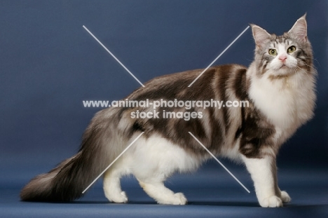 Silver Classic Tabby & White Maine Coon, side view