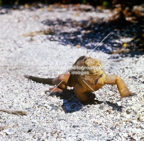 land iguana walking towards camera, fernandina island, galapagos