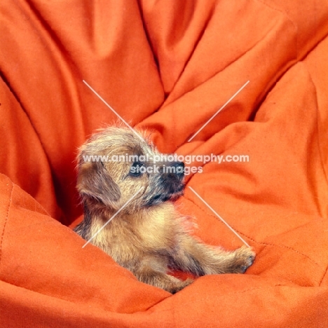 norfolk terrier puppy on a bean bag