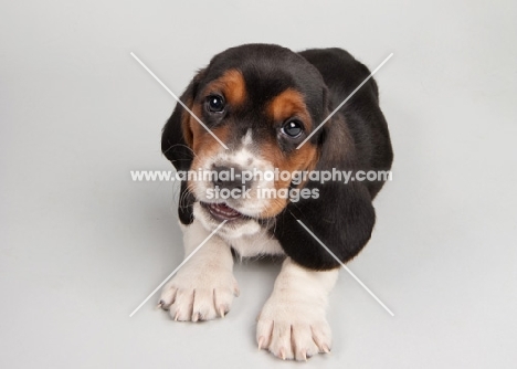 Basset Hound puppy in studio on gray background.