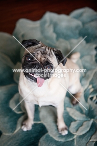 pug sitting with tongue out