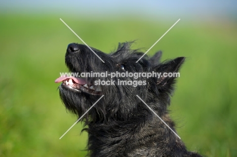 Scottish Terrier puppy in a field