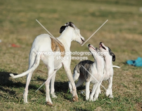 older Whippet with two smaller Whippets looking at each other