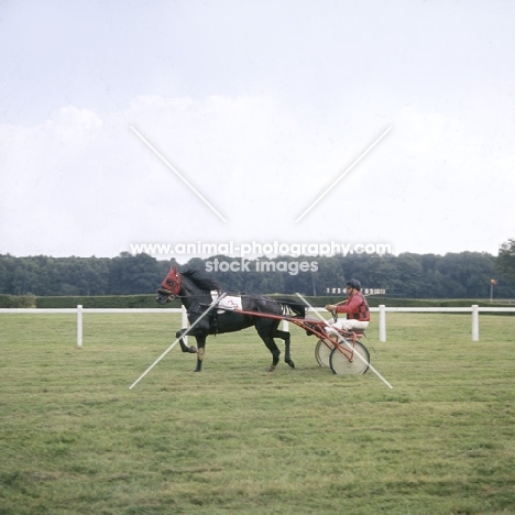 trotter at haras du pin, france, 