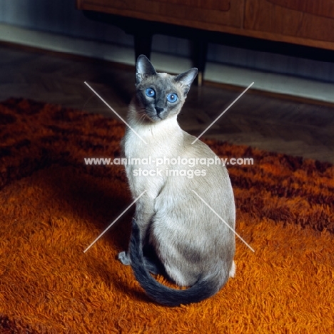 int pr ming-fu moongast, blue point siamese cat 