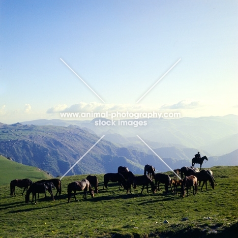 Kabardines with cossack , taboon of mares and foals in Caucasus mountains