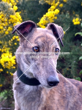 greyhound, ex racer, all photographer's profit from this image go to greyhound charities and rescue organisations