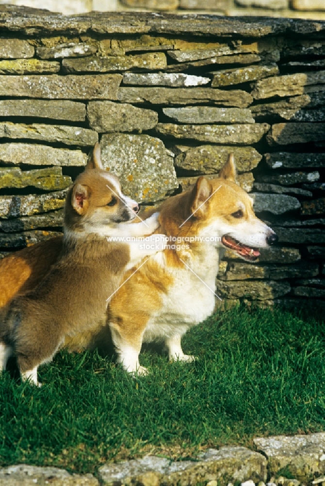 pembroke corgi puppy standing up with paws on mother