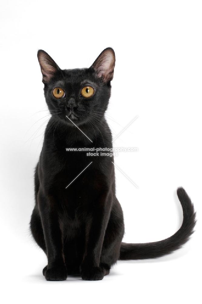 black Bombay cat on white background, full body