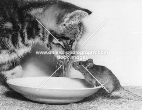 Mouse and tabby kitten looking straight into each others eyes