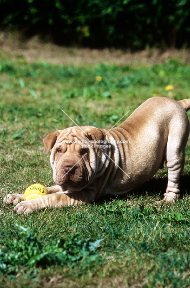 shar pei puppy with ball