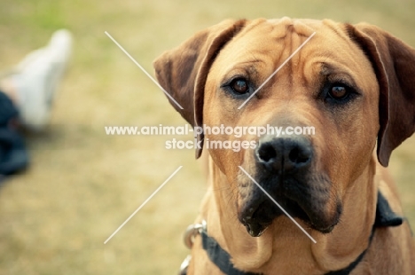 Rhodesian Ridgeback looking at camera