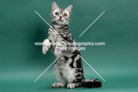 American Shorthair, Silver Classic Tabby