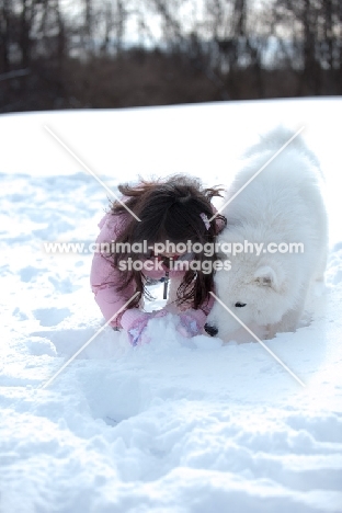 Samoyed with girl, digging in field