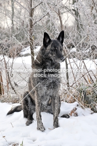 Dutch Shepherd Dog, shorthaired, in snow