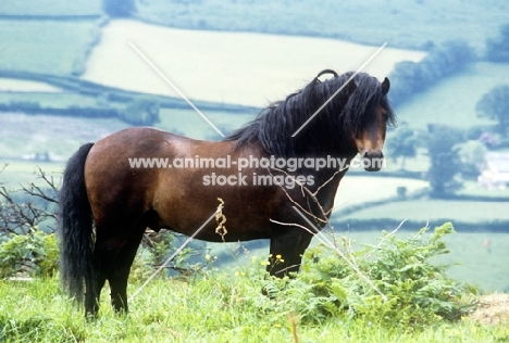 dartmoor pony stallion
