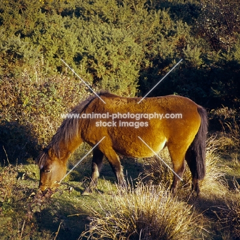 new forest pony grazing in winter