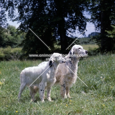 two english setters, bis crufts 1964
