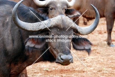 Buffalo portrait